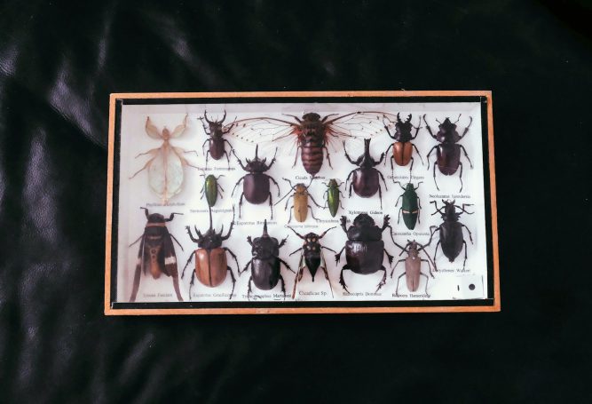 Ungezieferbekämpfung Eine Sammlung von Insekten, dargestellt auf einem Hintergrund aus schwarzem Material.
