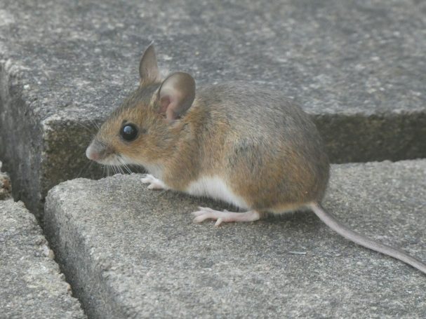 Mäusebekämpfung Eine kleine Maus mit grau-braunem Fell, die auf einem Steinboden sitzt.