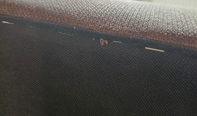 Bettwanzenbekämpfung Nahaufnahme eines abgenutzten Möbelstücks mit sichtbaren Kratzern und Schäden.