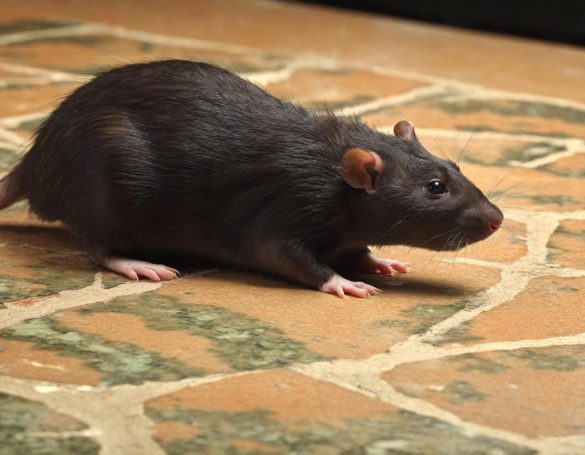 Rattenbekämpfung Eine braun graue Ratte läuft über einen Steinboden.